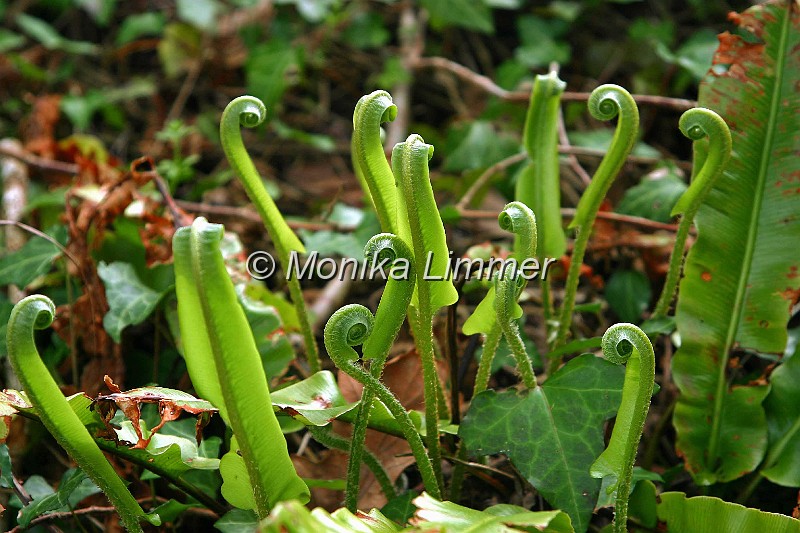 7209_kleiner farn_quer.jpg